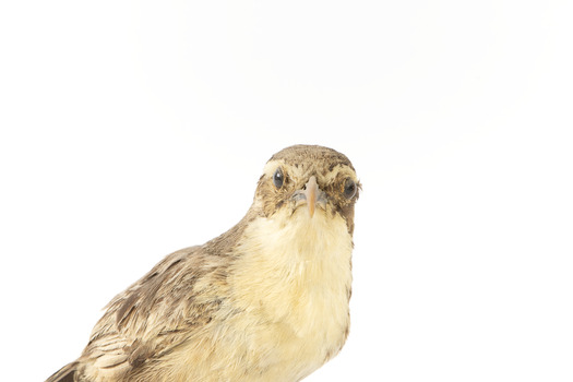 close up of a white-browed babbler bird standing on a wooden mount facing forward