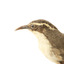 close up of a white-browed babbler bird standing on a wooden mount facing right