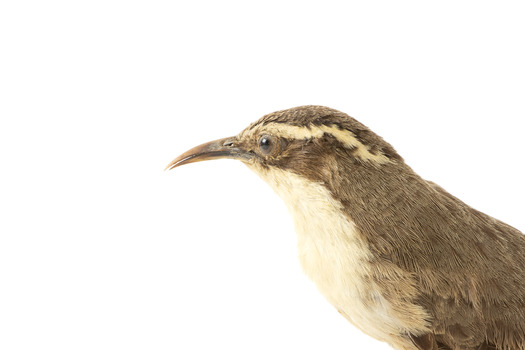 close up of a white-browed babbler bird standing on a wooden mount facing right