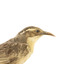 close up of a white-browed babbler bird standing on a wooden mount facing left