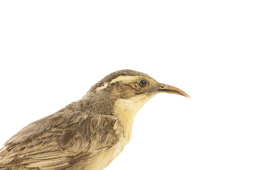 close up of a white-browed babbler bird standing on a wooden mount facing left