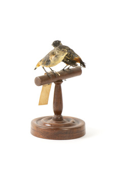two spotted pardalote birds standing on a wooden mount facing front left/right back left/right)