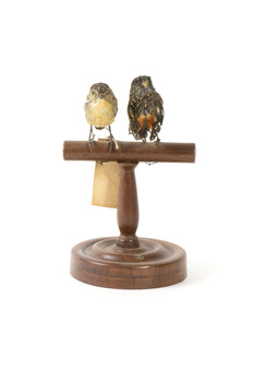 two spotted pardalote birds standing on a wooden mount facing front/back