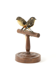 two spotted pardalote birds standing on a wooden mount facing front left/right back left/right)