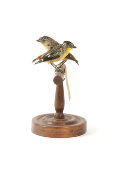 two spotted pardalote birds standing on a wooden mount facing left/right