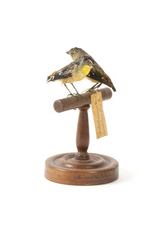 two spotted pardalote birds standing on a wooden mount facing front left/right back left/right)