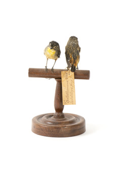 two spotted pardalote birds standing on a wooden mount facing front/back