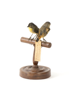 two spotted pardalote birds standing on a wooden mount facing front left/right back left/right)