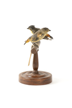 two spotted pardalote birds standing on a wooden mount facing front left/right