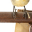 close up of spotted pardalote bird standing on a wooden mount facing front