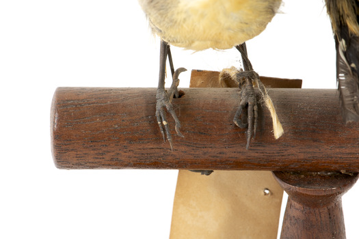 close up of spotted pardalote bird standing on a wooden mount facing front