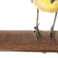 close up of spotted pardalote bird standing on a wooden mount facing front