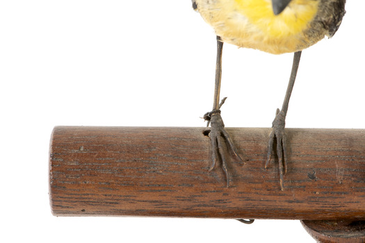 close up of spotted pardalote bird standing on a wooden mount facing front