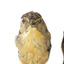 close up of spotted pardalote bird standing on a wooden mount facing front