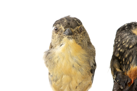 close up of spotted pardalote bird standing on a wooden mount facing front
