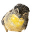 close up of spotted pardalote bird standing on a wooden mount facing front