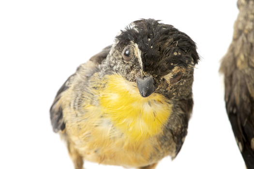 close up of spotted pardalote bird standing on a wooden mount facing front