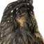 close up of spotted pardalote bird standing showing feather loss, facing back
