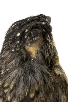close up of spotted pardalote bird standing showing feather loss, facing back
