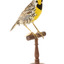 Eastern Meadowlark perching on wooden mount facing forward