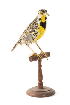 Eastern Meadowlark perching on wooden mount facing forward