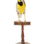 Eastern Meadowlark perching on wooden mount facing forward