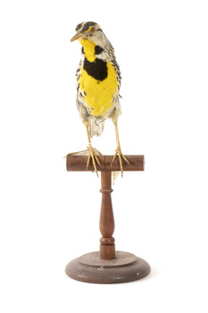 Eastern Meadowlark perching on wooden mount facing forward
