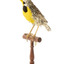 Eastern Meadowlark perching on wooden mount facing forward