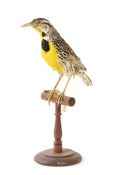 Eastern Meadowlark perching on wooden mount facing forward