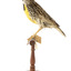 Eastern Meadowlark perching on wooden mount facing forward