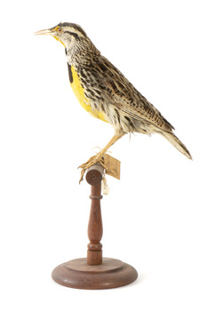 Eastern Meadowlark perching on wooden mount facing forward