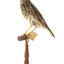 Eastern Meadowlark perching on wooden mount facing forward
