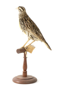 Eastern Meadowlark perching on wooden mount facing forward