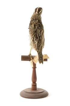 Eastern Meadowlark perching on wooden mount facing forward