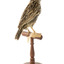 Eastern Meadowlark perching on wooden mount facing forward