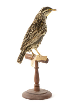 Eastern Meadowlark perching on wooden mount facing forward