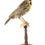Eastern Meadowlark perching on wooden mount facing forward