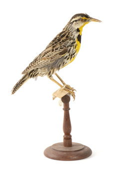 Eastern Meadowlark perching on wooden mount facing forward