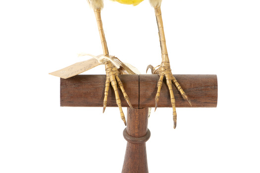 Eastern Meadowlark perching on wooden mount facing forward