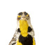 Eastern Meadowlark perching on wooden mount facing forward