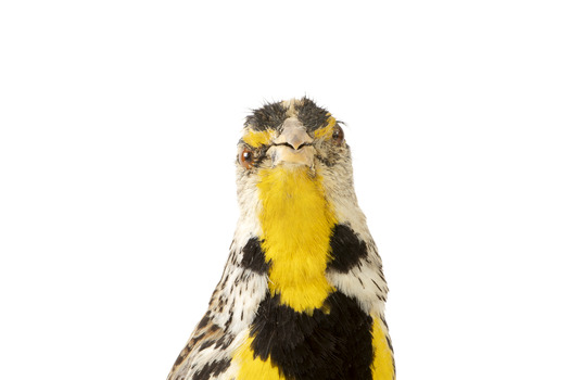 Eastern Meadowlark perching on wooden mount facing forward