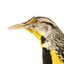 Eastern Meadowlark perching on wooden mount facing forward