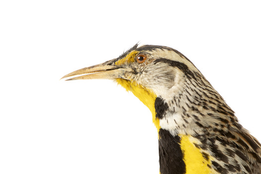 Eastern Meadowlark perching on wooden mount facing forward