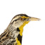 Eastern Meadowlark perching on wooden mount facing forward