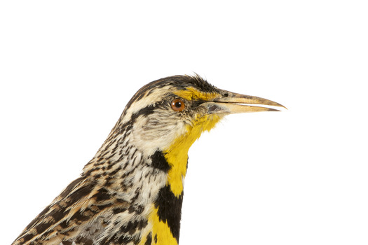 Eastern Meadowlark perching on wooden mount facing forward