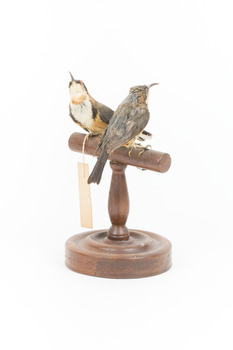Two Eastern Spinebills on a stand. View front-left