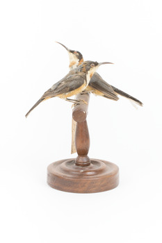 Two eastern spinebills on a stand. Left view