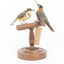 Two Eastern spinebills on a stand. Back left view