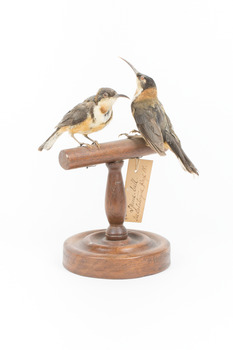 Two Eastern spinebills on a stand. Back left view