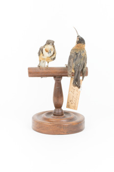 Two eastern spinebills on a stand. Back view.